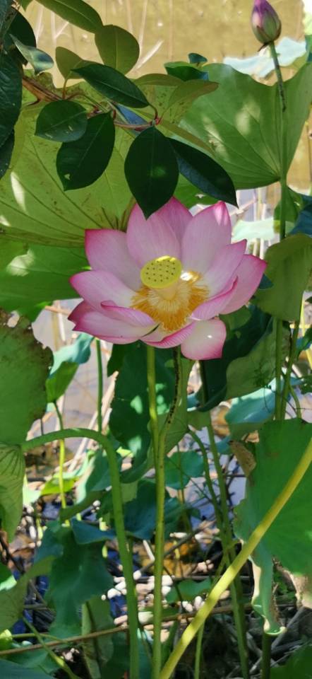 77D7D4846AAB5BEC4CF8D5ADBC91CB23